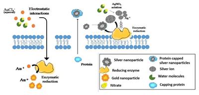 Microbiologically-Synthesized Nanoparticles and Their Role in Silencing the Biofilm Signaling Cascade